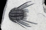 Spiny Leonaspsis Trilobite With Free-Standing Genals #114576-2